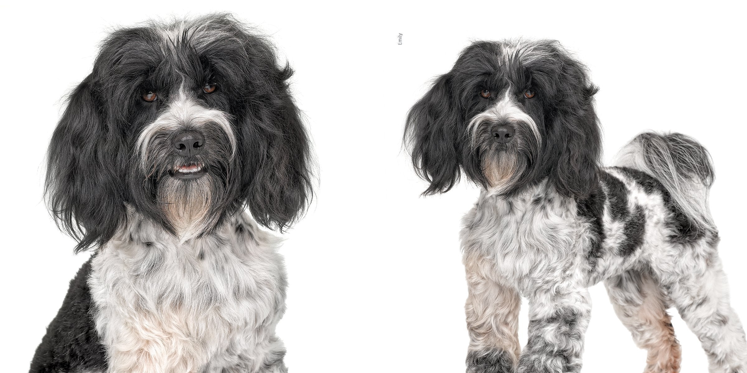 ROVER ( the Dog ) Coffee Table Book / By Andrew Grant