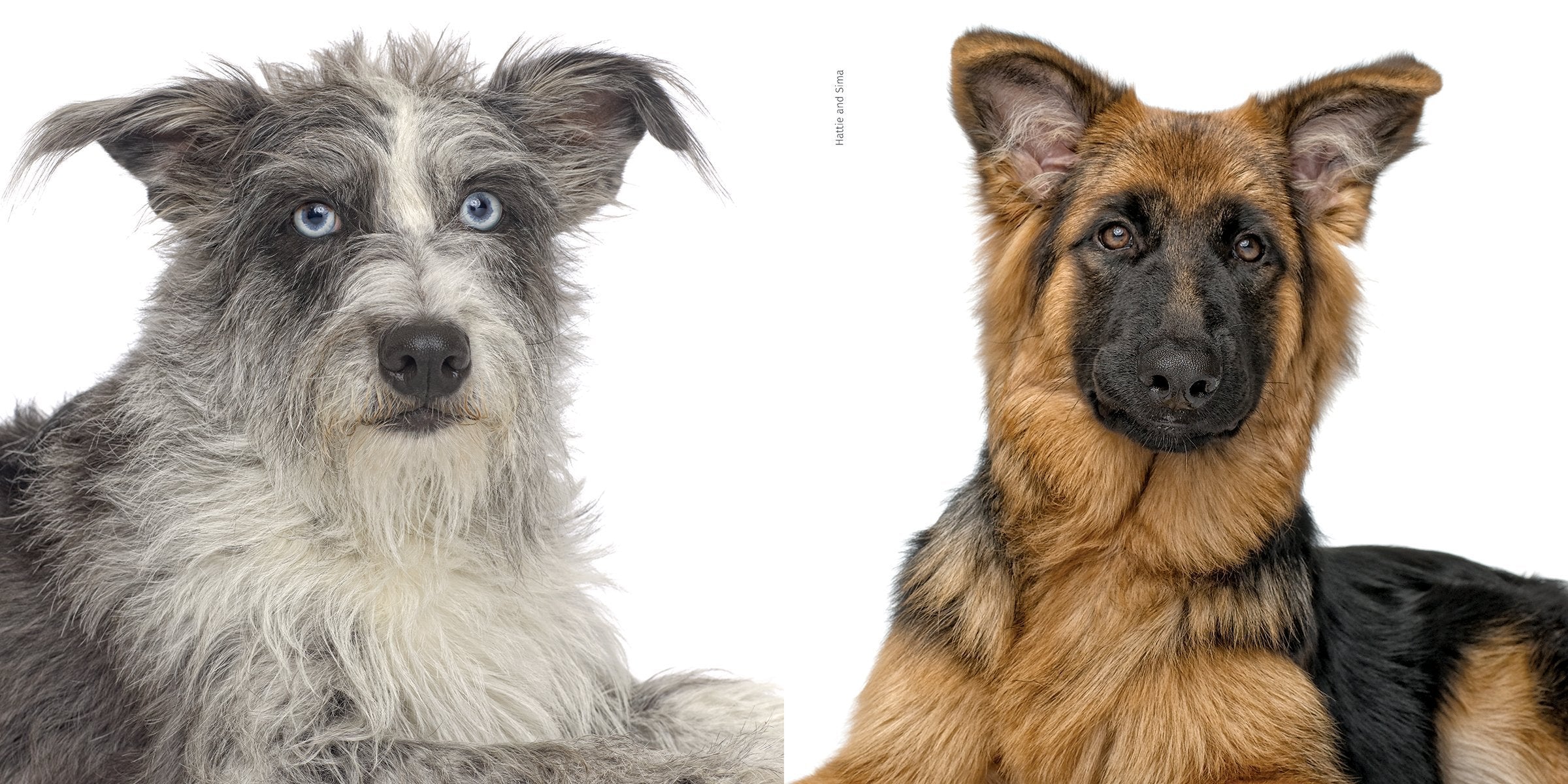 ROVER ( the Dog ) Coffee Table Book / By Andrew Grant